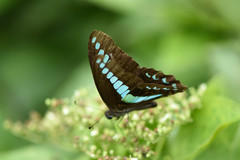 Graphium sarpedon connectens
