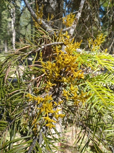 Image of Arceuthobium abietinum by no rights reserved