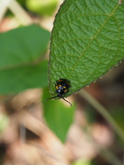 Gallerucida bifasciata