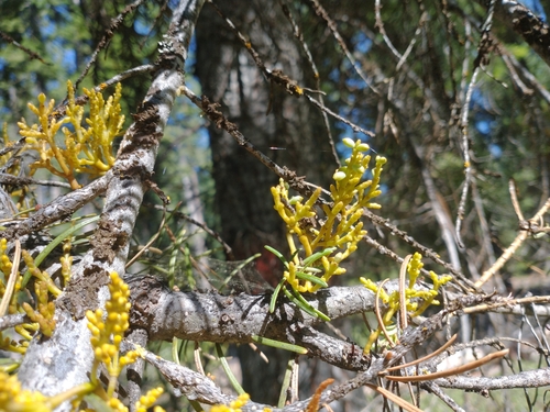 Image of Arceuthobium abietinum by no rights reserved
