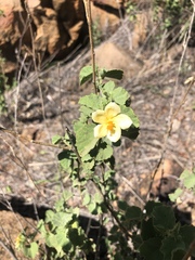 Hibiscus subreniformis