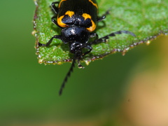 Gallerucida bifasciata