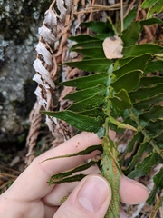 Polystichum imbricans imbricans