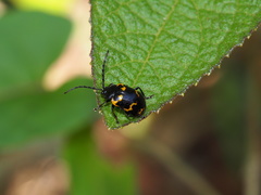 Gallerucida bifasciata