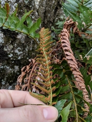 Polystichum imbricans imbricans