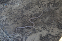 Hypsiglena ochrorhynchus klauberi