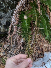 Polystichum imbricans imbricans