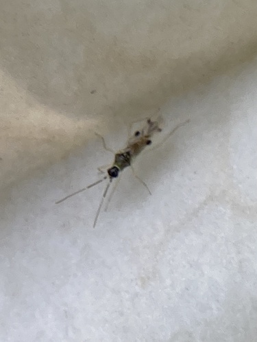 Suckfly photo 4