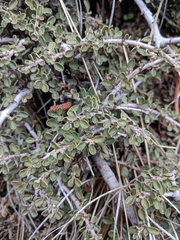 Ceanothus fresnensis
