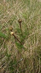 Ranunculus gunnianus