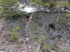 Ceanothus fresnensis