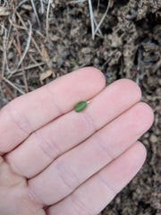 Ceanothus fresnensis