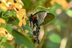 Papilio memnon heronus