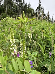Melilotus albus image