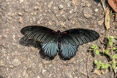 Papilio memnon heronus