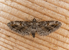 Eupithecia graefii