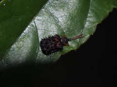 Dactylispa insulicola