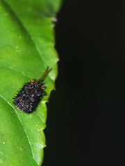 Dactylispa insulicola