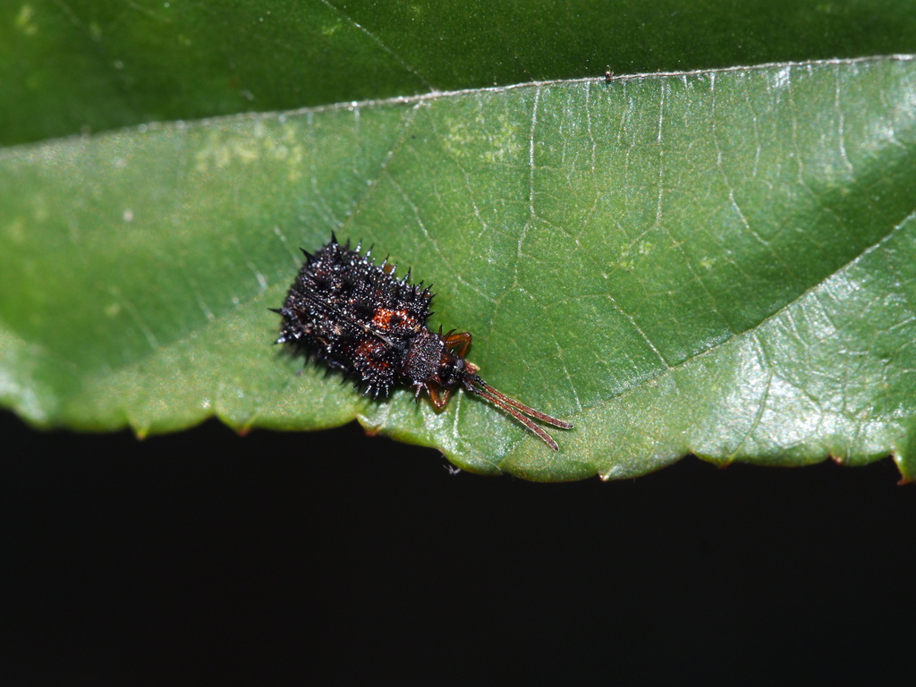 Dactylispa chinensis