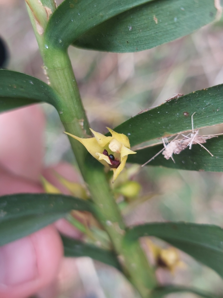 Maxillaria brevifolia
