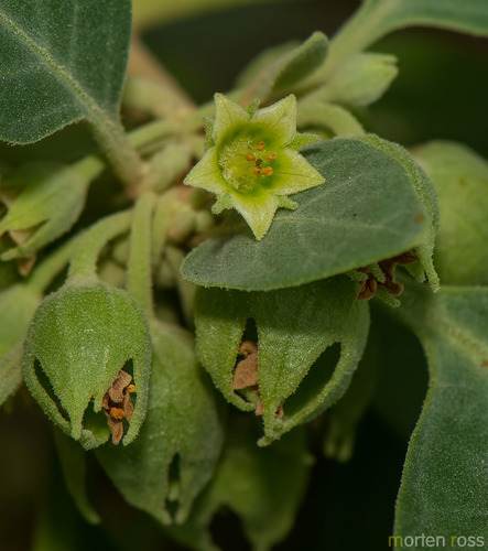 Withania riebeckii image