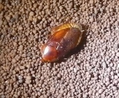 Pycnoscelus striata