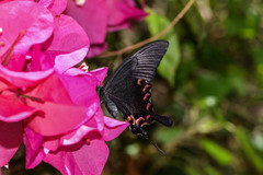 Papilio bianor thrasymedes