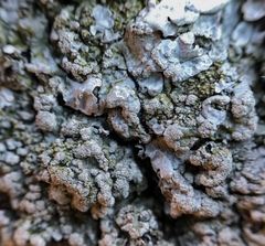 Crespoa crozalsiana