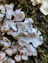 Crespoa crozalsiana