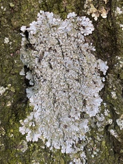 Crespoa crozalsiana