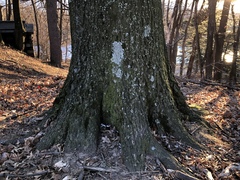 Crespoa crozalsiana