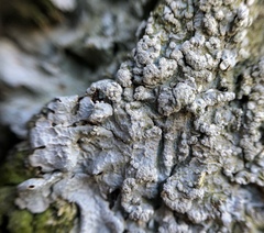 Crespoa crozalsiana