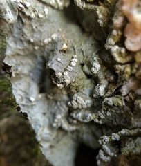 Crespoa crozalsiana