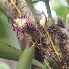 Bulbophyllum macranthum