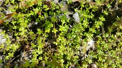 Galium propinquum
