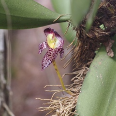 Bulbophyllum macranthum