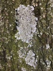 Crespoa crozalsiana