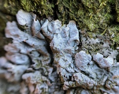 Crespoa crozalsiana