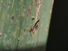 Caeciliusidae
