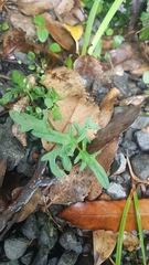 Prunella × intermedia