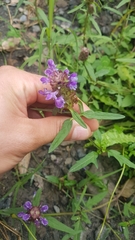 Prunella × intermedia