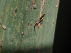 Caeciliusidae