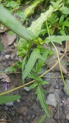 Prunella × intermedia