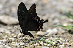 Papilio hermosanus