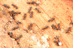 Cyphomyrmex rimosus