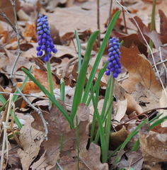 Muscari botryoides