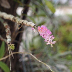 Dendrobium secundum