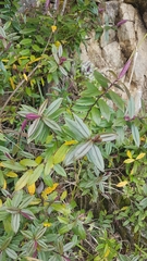 Veronica bishopiana