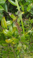 Veronica bishopiana