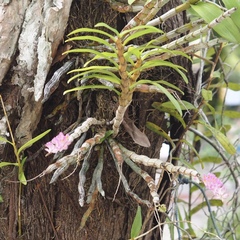 Dendrobium secundum